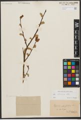 Foto von Salix silesiaca Willd.